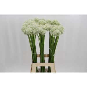 Allium Mount Everest