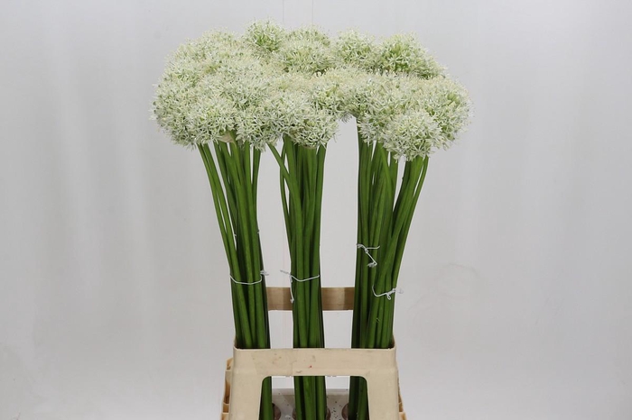 <h4>Allium Mount Everest</h4>