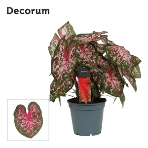 Caladium Roze (Decorum)