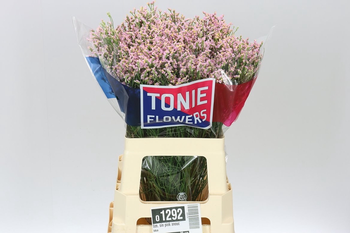 <h4>Lim. Sin Pink Anouchka</h4>