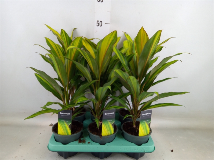 <h4>Cordyline fruti. 'Kiwi'</h4>