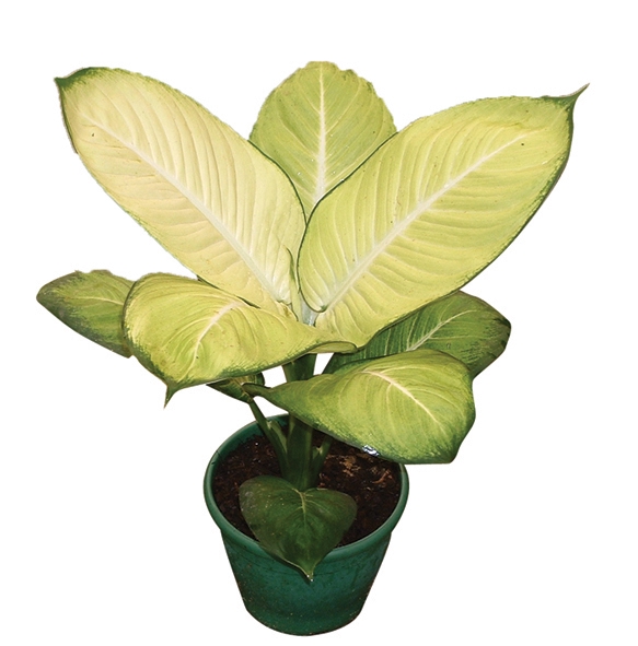 <h4>DIEFFENBACHIA TROPIC MARIANA P17</h4>