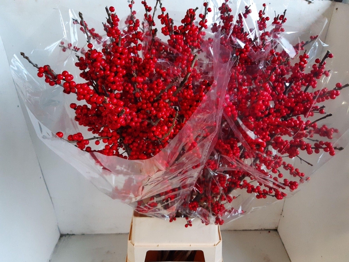 <h4>ILEX VE RODE BES</h4>