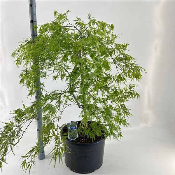 <h4>Acer pal. 'Dissectum’</h4>