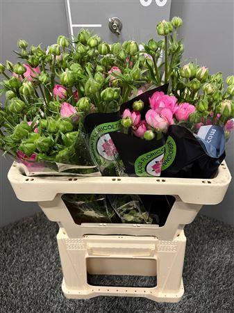 <h4>Ran Natura Moderna Dolce</h4>