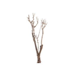 Syringa Branch Extra Koroku