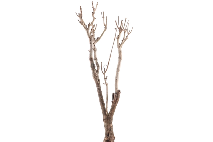 <h4>Syringa Branch Extra Koroku</h4>