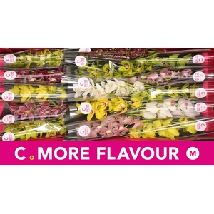 Mini cymbidium 'Mix' 50 cm