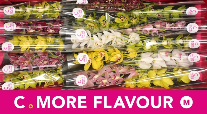 <h4>Mini cymbidium 'Mix' 50 cm</h4>