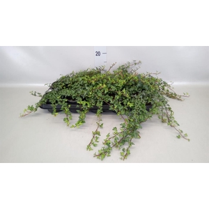 Hedera helix 'Spetchley'