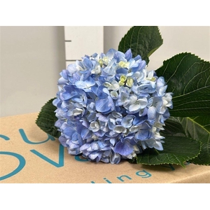 Hydr Premium Shocking Blue