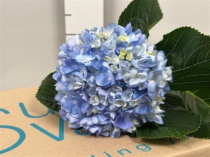 <h4>Hydr Premium Shocking Blue</h4>