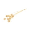 Press Scabiosa Bleached 10 Pcs Slv L35