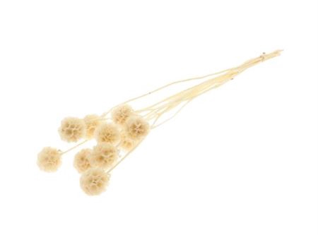 Press Scabiosa Bleached 10 Pcs Slv L35