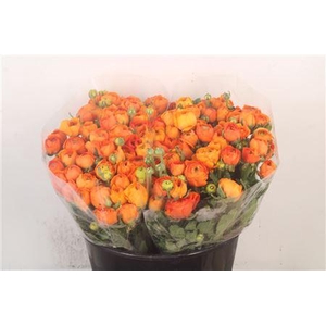 Ran Elegance Orange Super