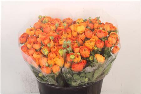 <h4>Ran Elegance Orange Super</h4>