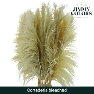 Cortaderia Bleached