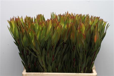 <h4>Leucad Inca Gold</h4>