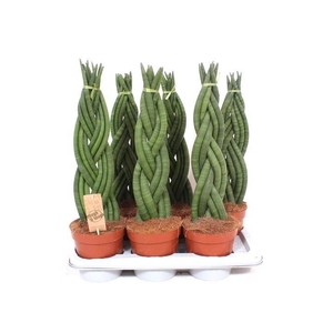 Sansevieria Cylindrica