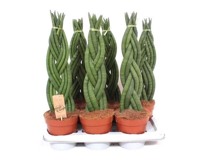 <h4>Sansevieria Cylindrica</h4>