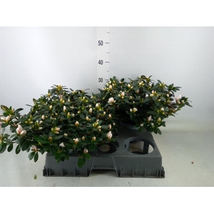 Rhododendron sim.   ...