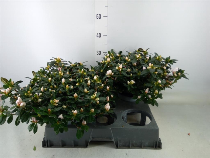 <h4>Rhododendron sim.   ...</h4>