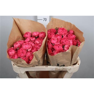 R Tr Julieta Raspberry