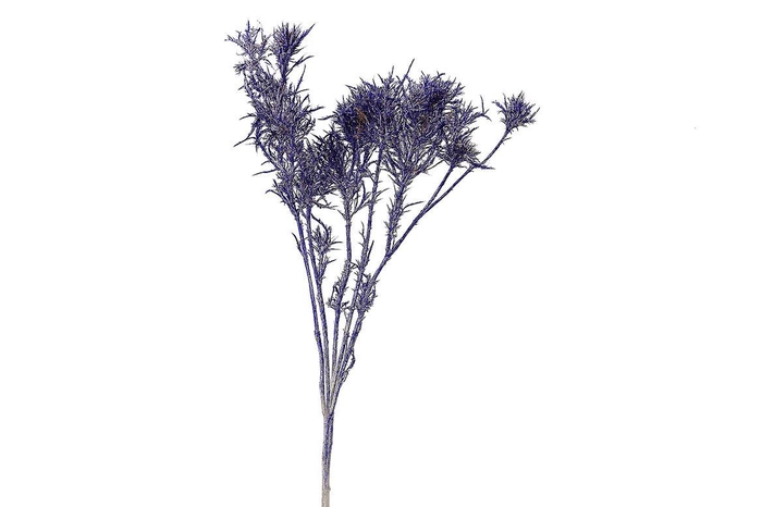 Dried Artz Cardi Matisse Bunch