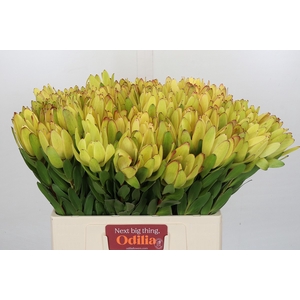 Leucadendron Goldstrike