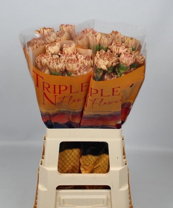 <h4>DI ST SAONA+</h4>