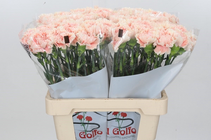 Dianthus St Lady Cappuccino