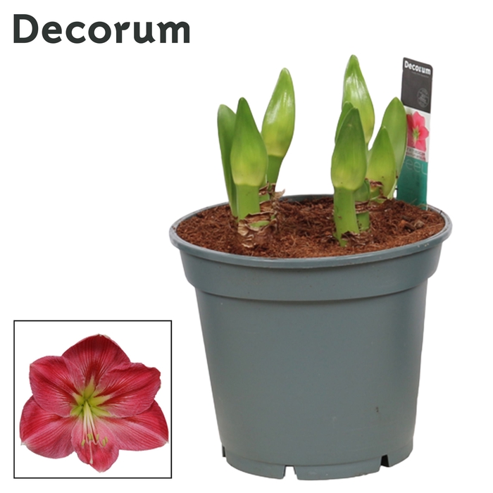 Hippeastrum Multiflora Sweet Pink 6/7 Steel (Decorum)