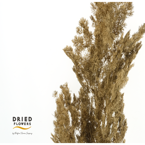 Dried Bleached Asparagus Retrofractus Golden