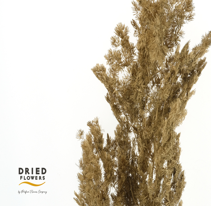 <h4>Dried Bleached Asparagus Retrofractus Golden</h4>