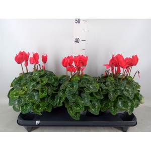 Cyclamen GR 'XL'