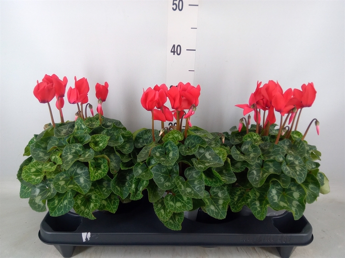 <h4>Cyclamen GR 'XL'</h4>