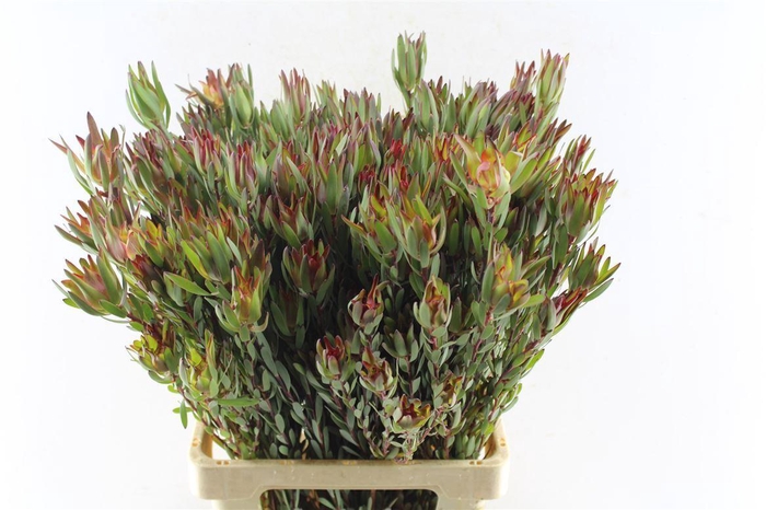 <h4>Leucad Sal Blush Ex</h4>