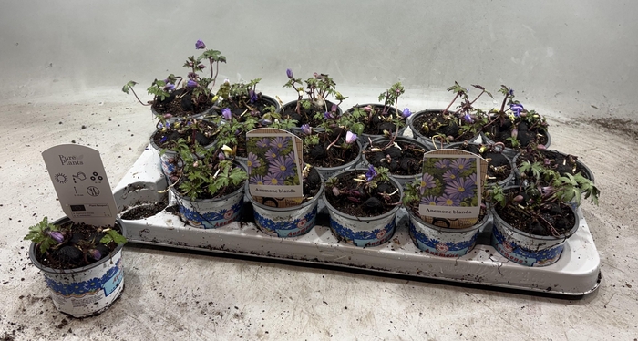 <h4>ANEM BL BLUE SHADES</h4>