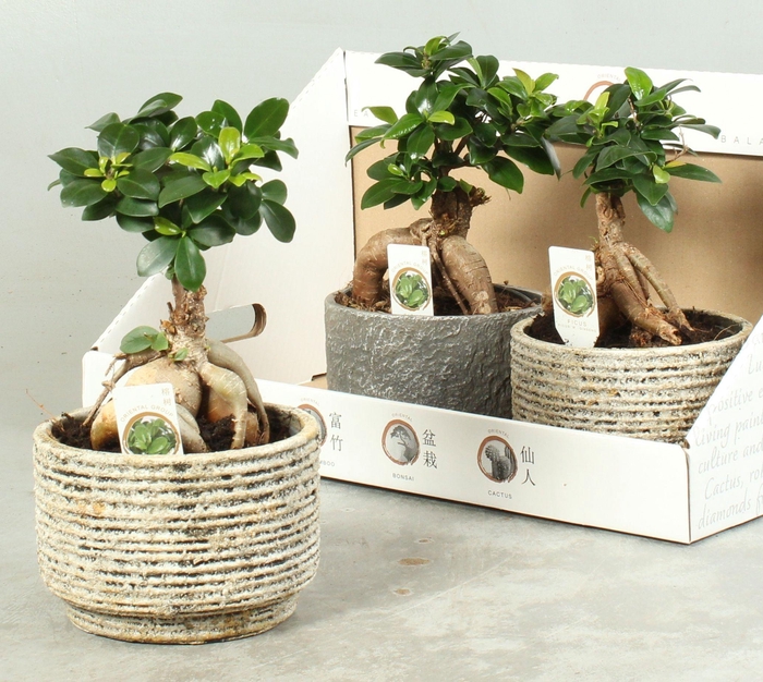 <h4>FIC MI GINSENG</h4>