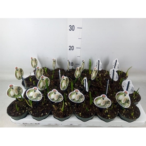 Fritillaria meleagris