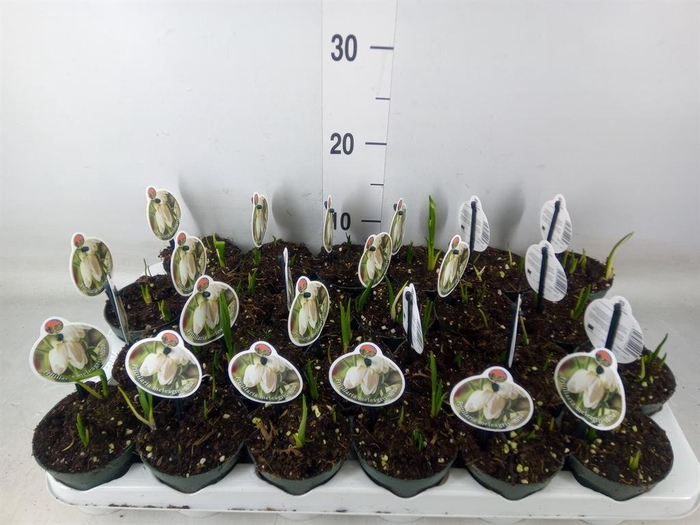 <h4>Fritillaria meleagris</h4>