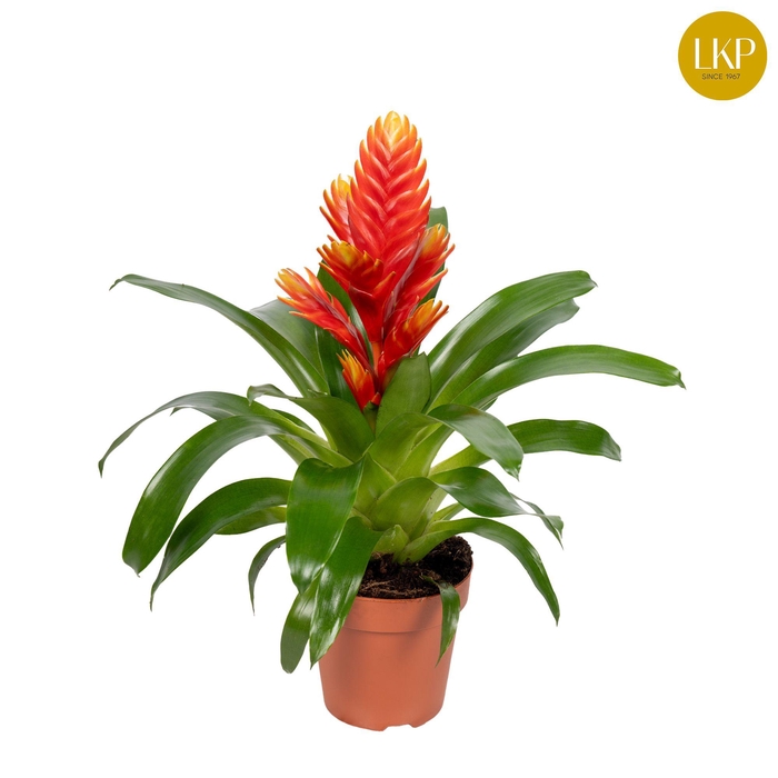 <h4>Vriesea Int Peach Oranje (Zonder Hoes)</h4>