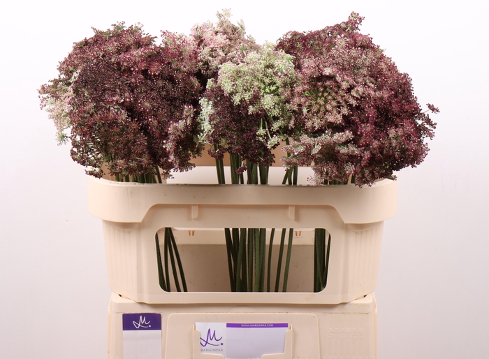 <h4>DAUCUS CAROTA DARA</h4>