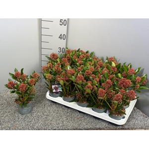 Skimmia japonica 'Rubesta'