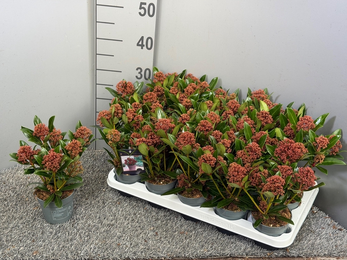 <h4>Skimmia japonica 'Rubesta'</h4>