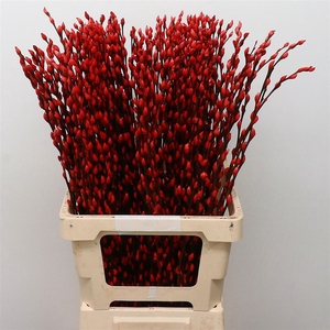 Salix Snow Flake Klb Red