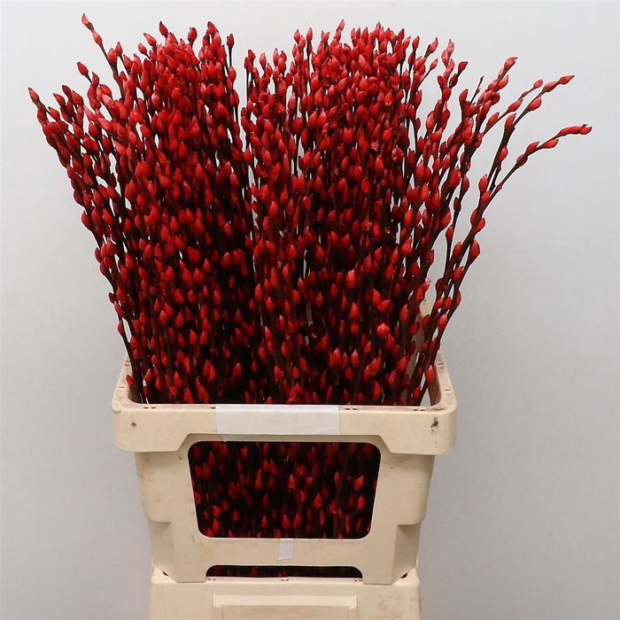 <h4>Salix Snow Flake Klb Red</h4>