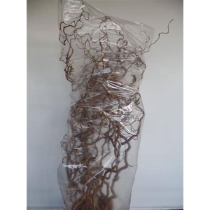 Corylus Av Contorta