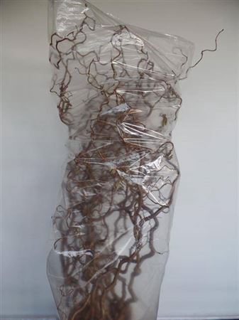 <h4>Corylus Av Contorta</h4>