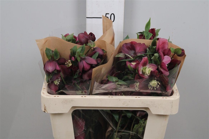 <h4>Hell Or Queens Red</h4>